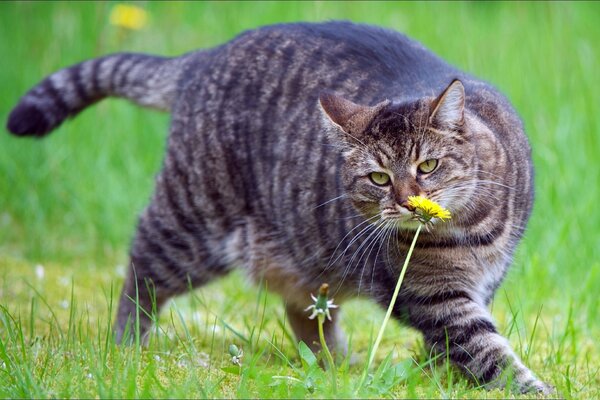 Gros chat reniflant pissenlit