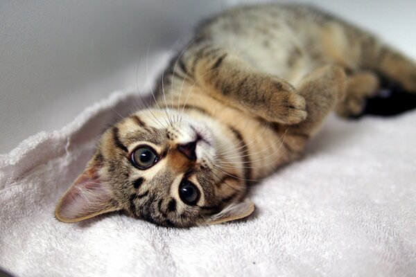 Striped kitten with a cute face