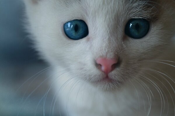 Gatito blanco con ojos azules