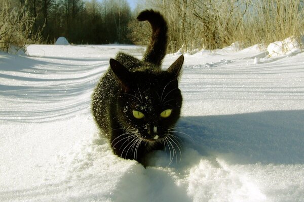 Eine Katze im Schnee geht durch den Wald