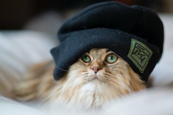 A red-haired cat is lying on the bed in a hat