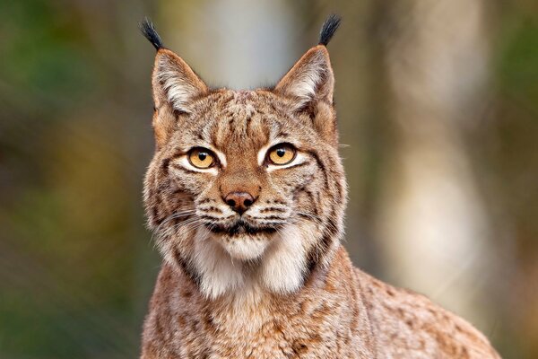 Beau Lynx debout dans la forêt