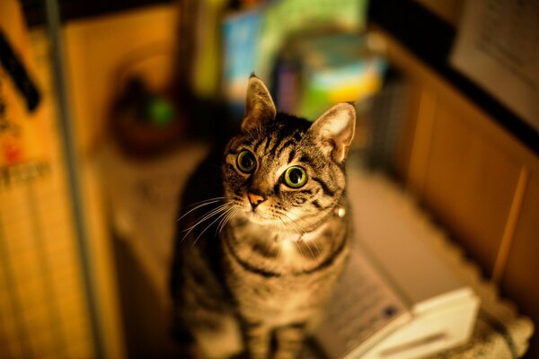 A cat on the background of a cozy house