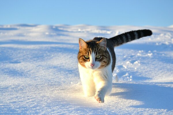 Die Katze geht durch den schneeweißen Schnee