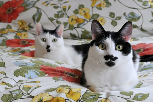 Gatos blancos y negros en una manta acogedora