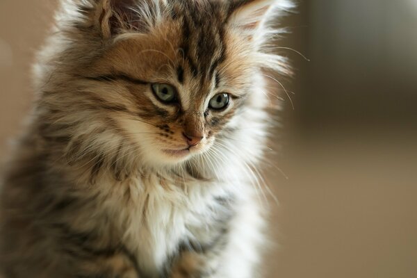 Fluffy adorable with a cute face