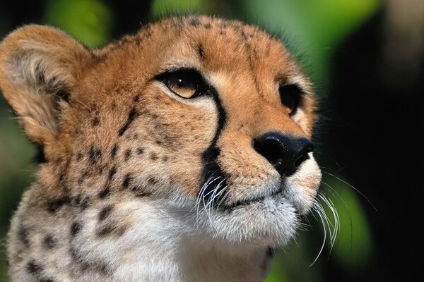 Le guépard regarde au loin avec son regard redoutable