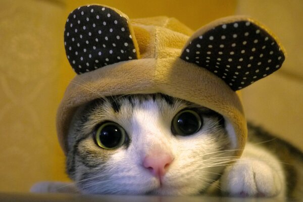 Il muso di un gattino dagli occhi verdi in un cappello