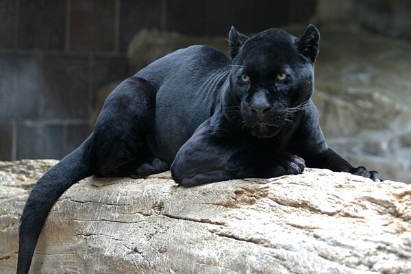 Черная пантера лежит на бревне