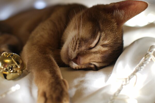 Pour Le nouvel an, le chat dort sur le tissu avec une boule de guirlande