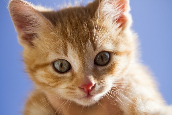 Pequeño gatito pelirrojo con ojos amarillos