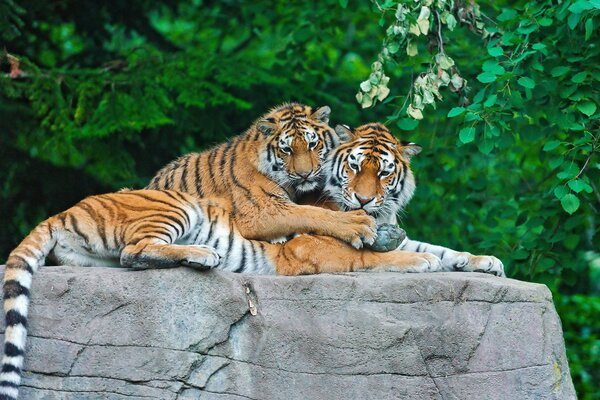 Tiger family in an embrace