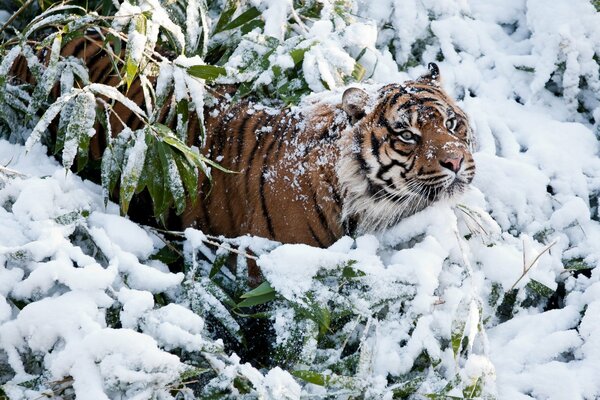 Зимний тигр в лесу красота