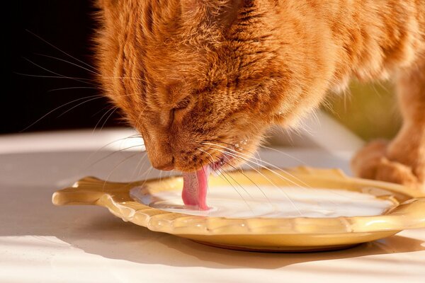 Red cat drinks milk