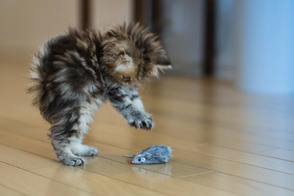 Fluffy kitten playing with a mouse