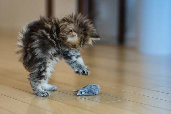 Peloso gattino gioca con il mouse