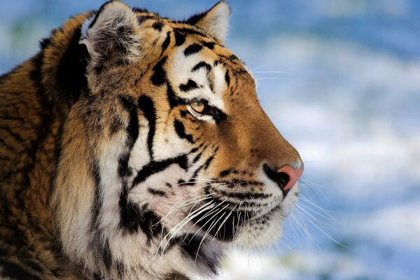 Красивый тигр на фоне неба