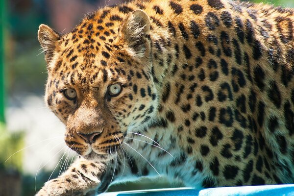 Spotted leopard steals softly