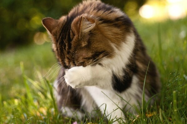 Die Katze im Gras wird mit der Pfote gewaschen