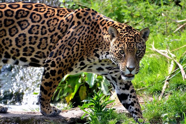 Un gros chat. Jaguar tacheté