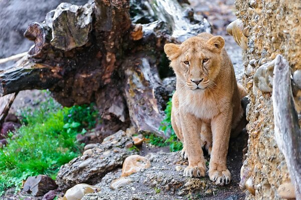 Lion sur le rocher dans les pierres