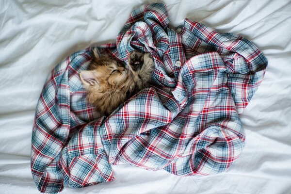 Le chat dort doucement sur sa chemise