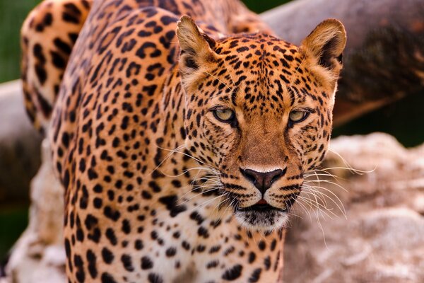 Красивый леопард на камнях