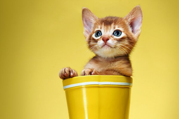 Gattino dai Capelli rossi in un secchio