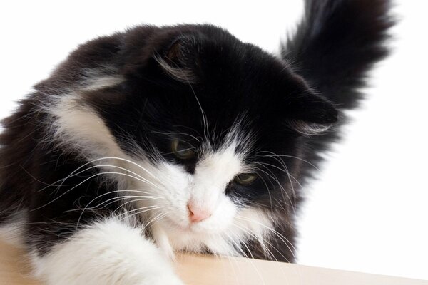 Black and white cat playing on a white background