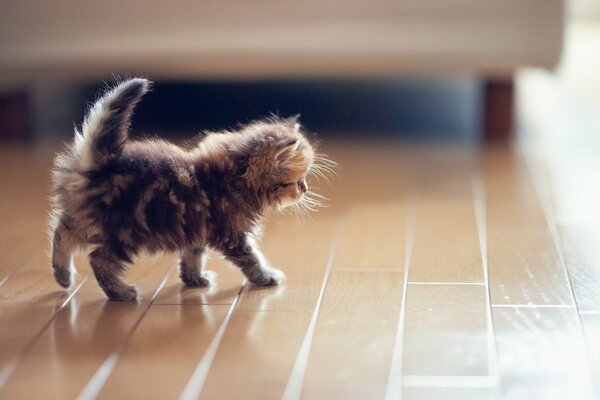 A small cat walks on a parquet floor