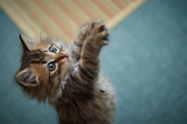 The kitten is playing with fluffy paws