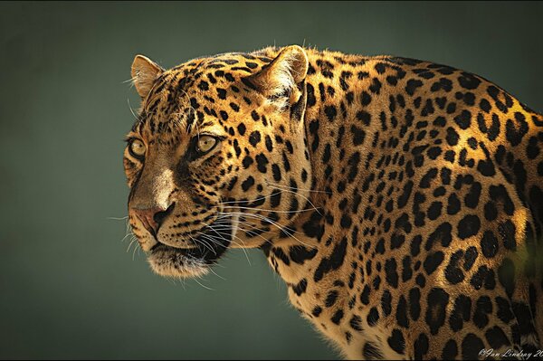 Predatory leopard on a black background