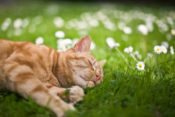 El gato pelirrojo se deleita en la hierba en verano