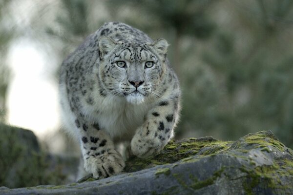 Leopardo delle nevi nascosto nella foresta