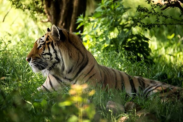 Majestuoso tigre en el bosque sobre la hierba