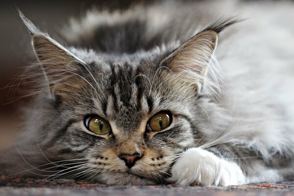 Orejas de gato con borlas, ojos elegantes