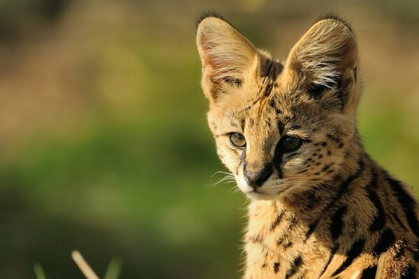 Pequeño depredador Serval sobre un fondo verde