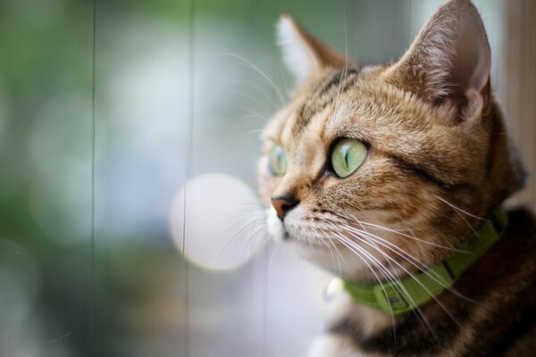 Gatto dagli occhi verdi con collare che guarda in lontananza