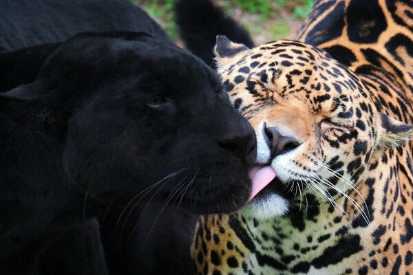 Jaguar and panther are wild friends