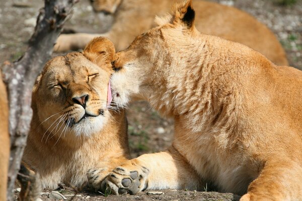 A pair of lions caress each other