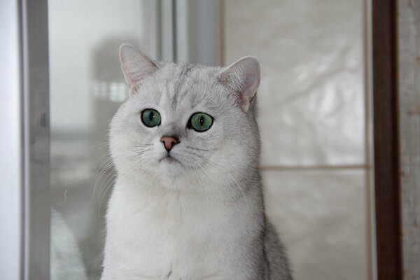 Chinchilla británica con ojos verdes en la ventana