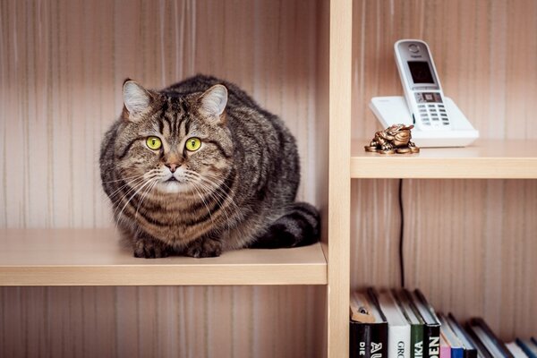 Chat rayé assis dans le placard