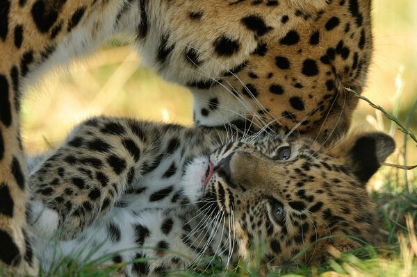 The mother of the Amur leopard kisses her kitten