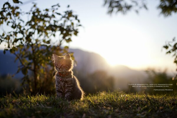 A cat on the grass obscures the light