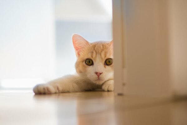 Le chat a tendu ses pattes derrière la porte