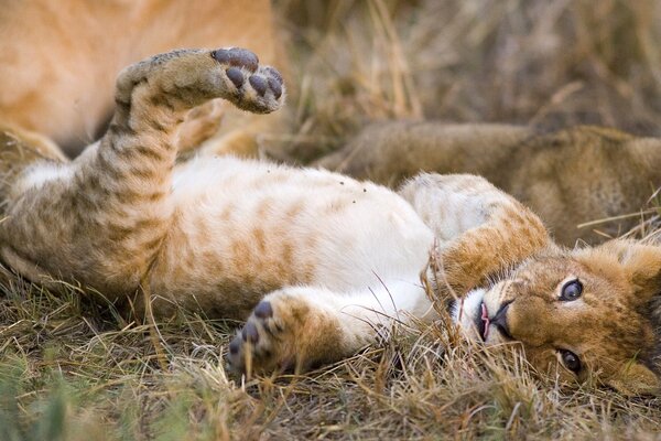 Mignon petit lionceau joue dans l herbe