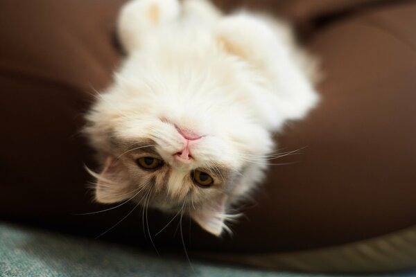 Fluffy cat on the pillow