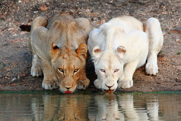 Two beautiful lionesses came to drink