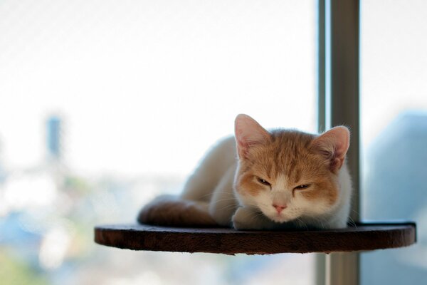 Gato durmiendo en el soporte de la ventana