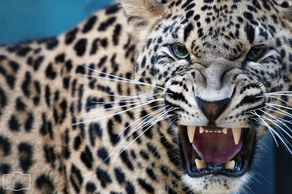 Leopardo depredador muestra colmillos